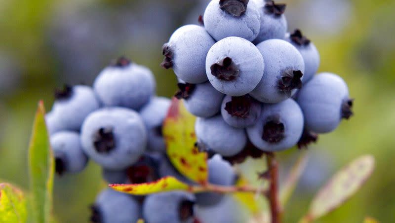 Wild blueberries await harvesting in Warren, Maine. 