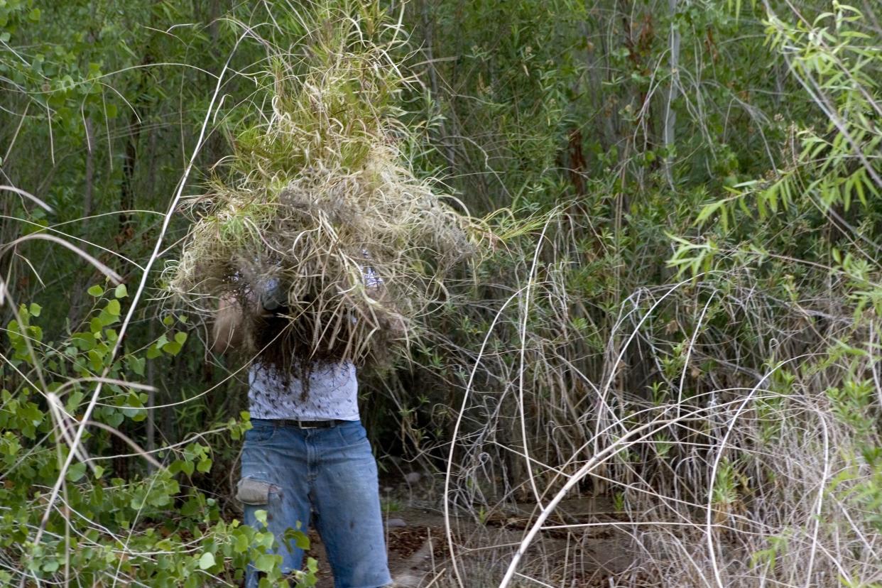 Bob Wold pulls off a buffelgrass plant at a Rio Salado Habitat restoration project. Buffelgrass is an invasive species.