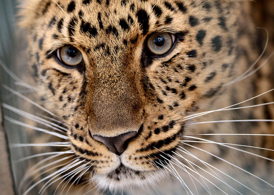 <p><strong>Le léopard de l’Amour</strong><br>Aussi appelé “panthère de l’Amour” et “panthère de Chine”, ce félin que l’on trouve au sud-est de la Russie et dans le nord-est de la Chine est une espèce en voie d’extinction depuis 1996. Il ne compte aujourd’hui plus que 50 léopards de l’Amour à l’état sauvage et 200 vivant en captivité. Crédit photo: Getty </p>