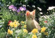 <p>The definition of the perfect spring day is frolicking in a field of wildflowers with this little cat. </p>