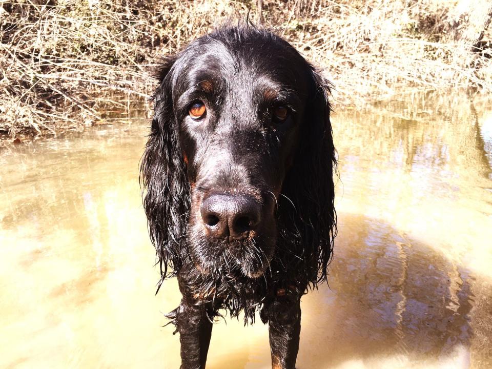 Gordon Setter