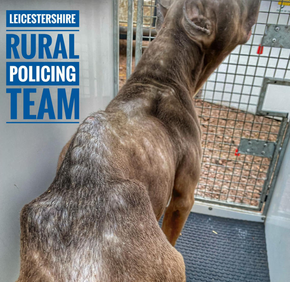 The dogs were starved of food and water when they were found. (Leicestershire and Rutland Rural Policing Team/Facebook)