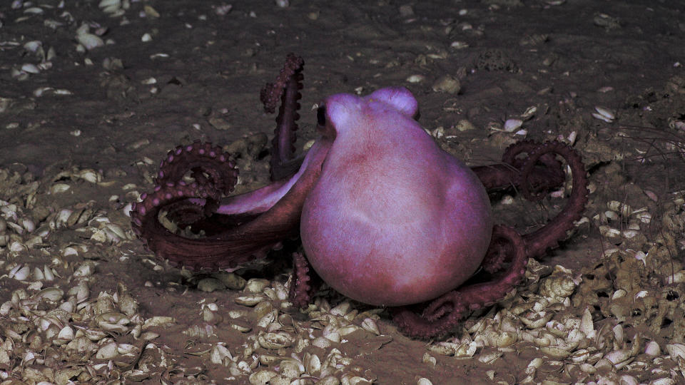 An octopus at Blake Ridge seep. (Photo: Ivan Hurzeler and DEEP SEARCH 2019 - BOEM)