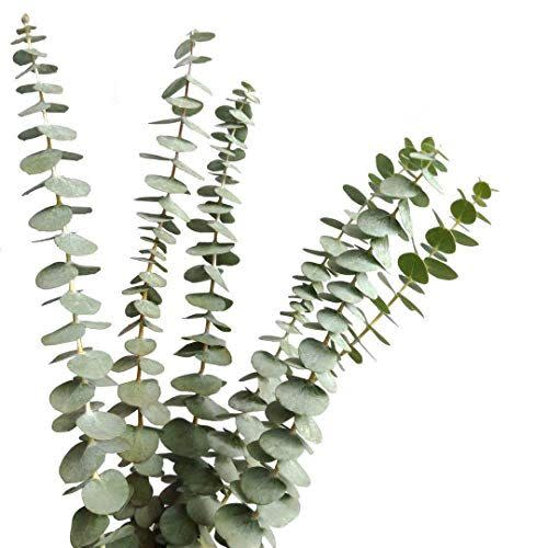 Dried Eucalyptus