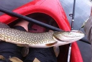 Northern pike / Credit: CBS Denver / National Park Service