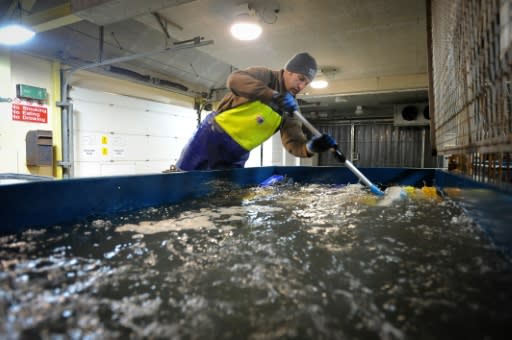 A fisherman brings in his catch of prawns at Pittenweem Harbour in Fife, Scotland on December 9, 2018