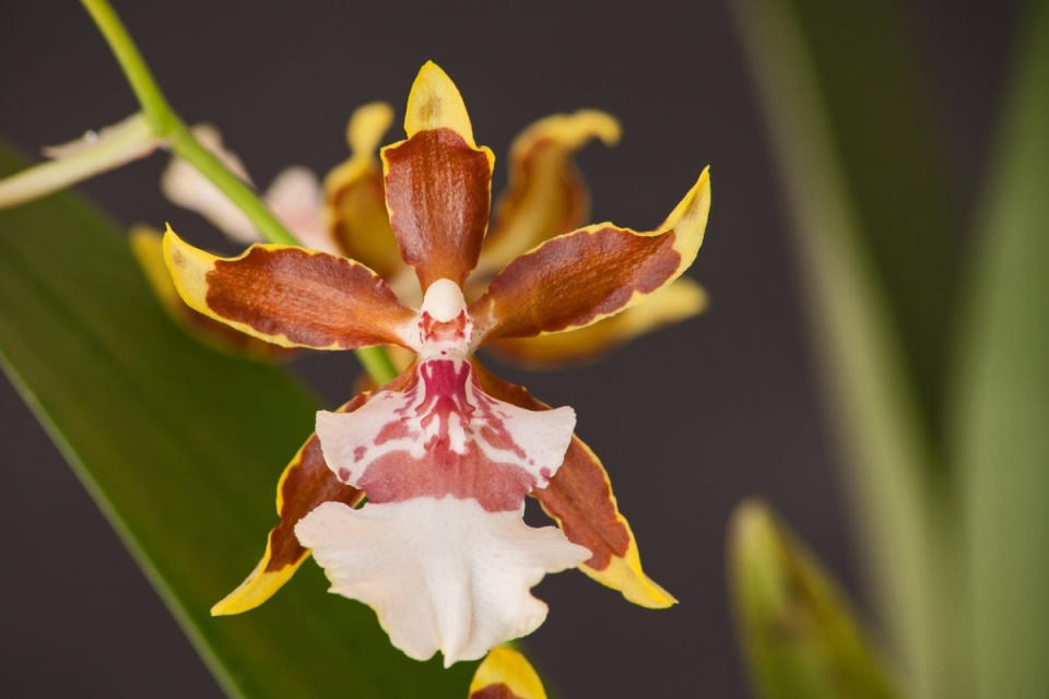 Trichocentrum Orchids<p>iStock</p>