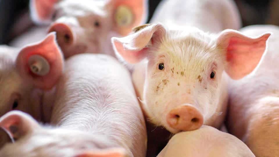 Beim Schweinefleisch zogen die Preise Anfang des Jahres erst an, fielen dann aber wieder stark.