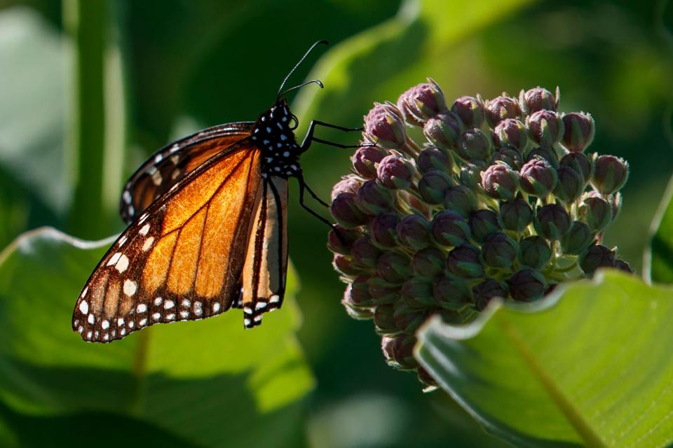 A monarch butterfly is pictured in the file photo from 2019 perching on milkweed at the Patuxent Wildlife Research Center in Laurel, Md.