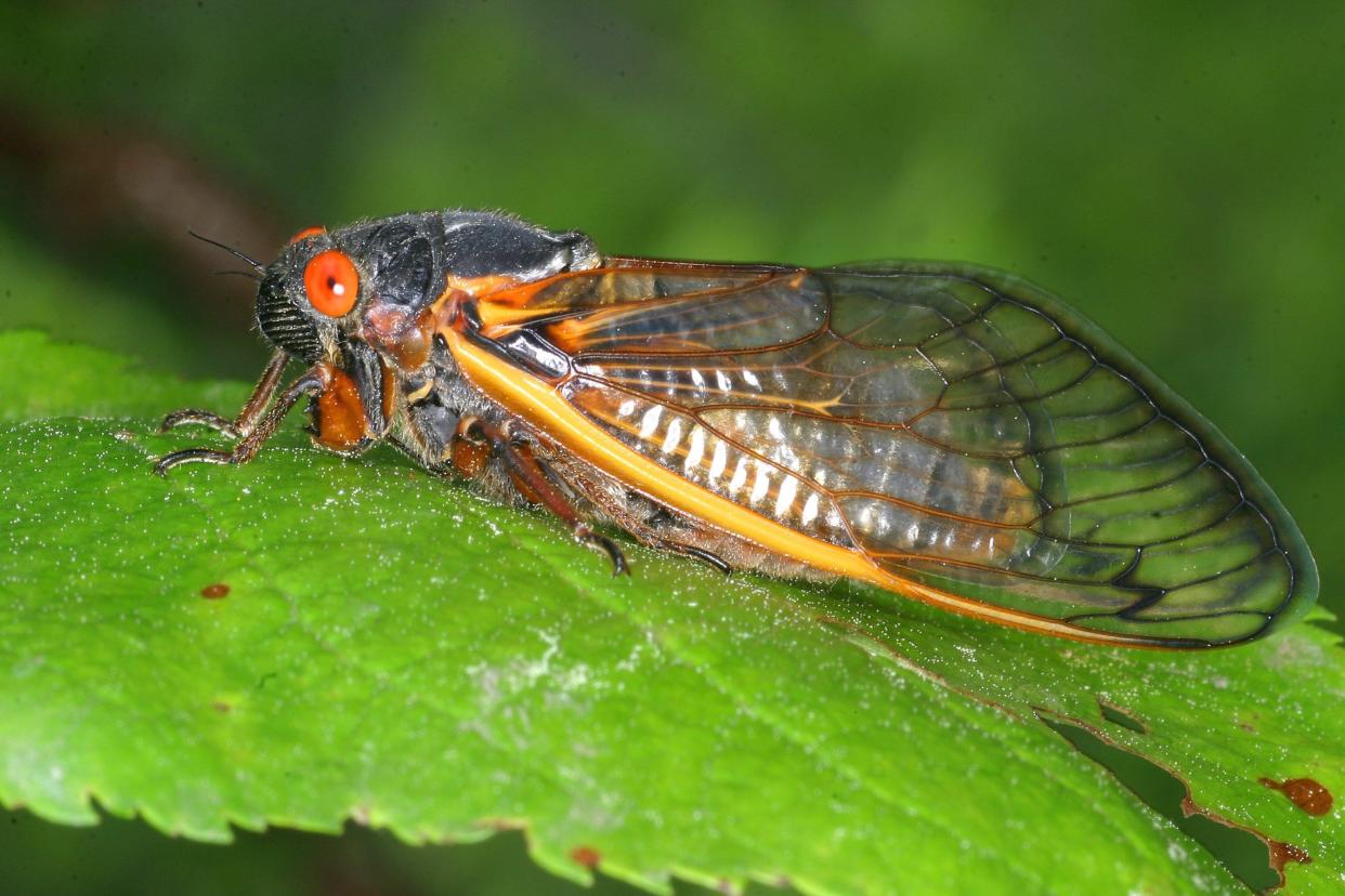 Between April and May, Brood XIII and Brood XIX are going to emerge and take over the eastern U.S. together for the first time in 221 years, but Brood X, which emerged in 2021, is the only brood with much presence in Michigan.