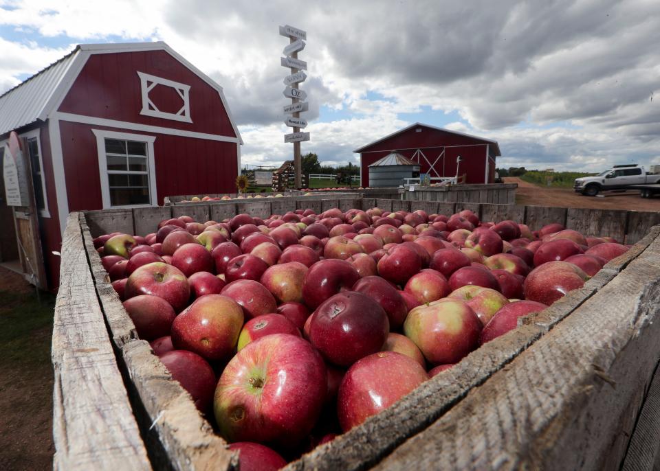 A crate of apples is seen on Sept. 21 at Helene's Hilltop Orchard in Merrill.