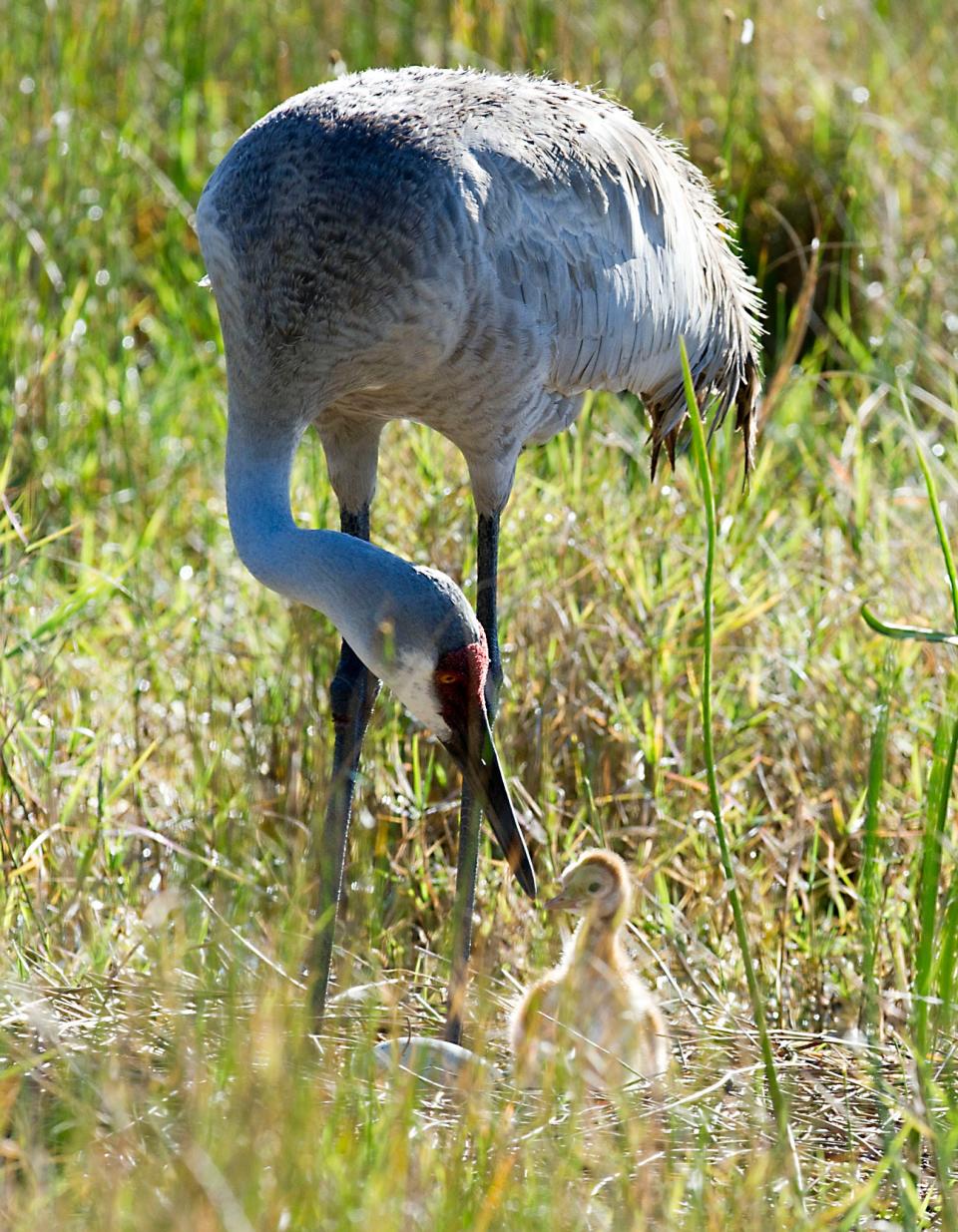 Spring has sprung in the Sunshine State and many species of wildlife are beginning to migrate, mate, feed, nest and give birth. In this photo, taken April 2, 2014,  a sandhill crane tends to its newborn at the nest it shares with its mate in Jensen Beach.