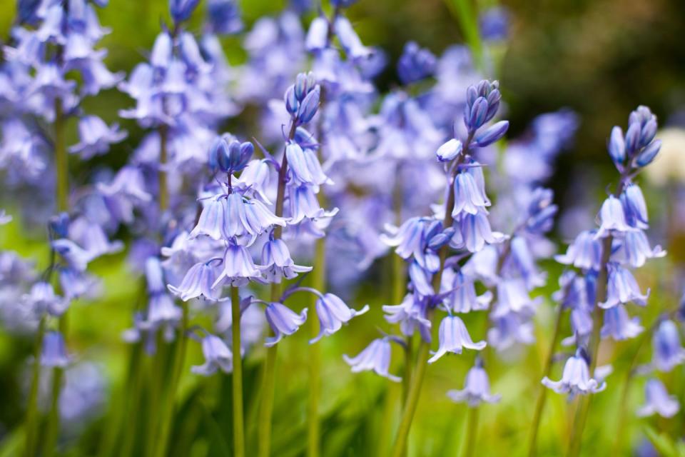 Spring Flower: Bluebells