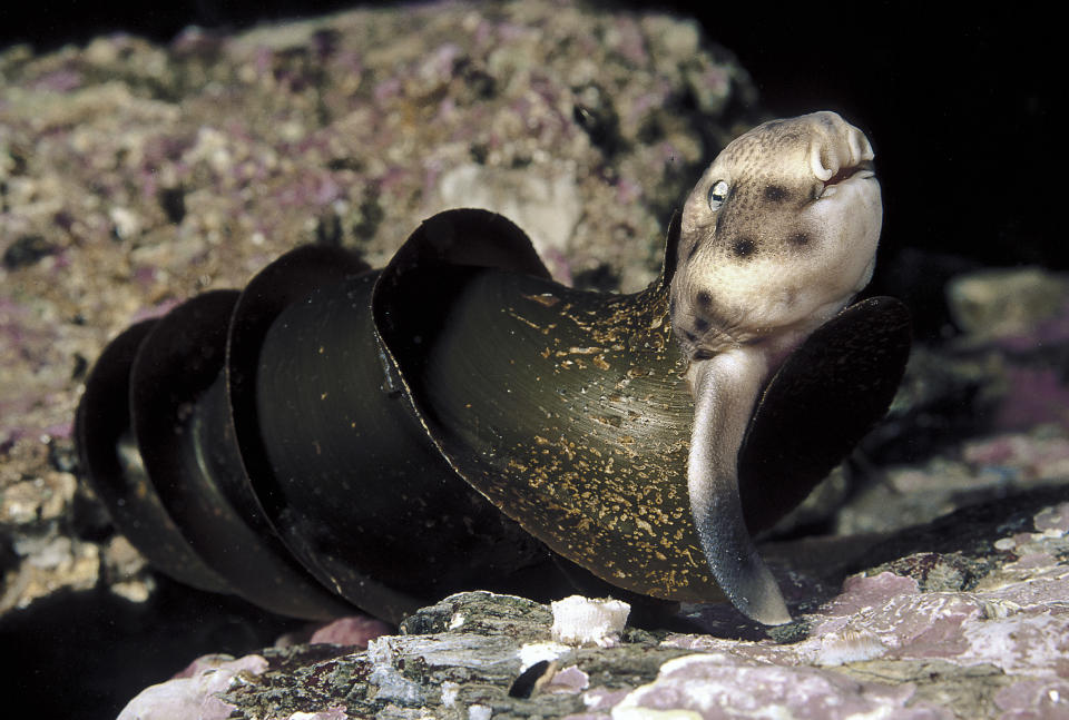 Hatching California horn shark