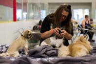 Rhonda Kossey looks after her three dogs, Elmo, Gizmo, and, Lacey while staying at the Anzac Community Centre after residents were ordered to be evacuated in Fort McMurray due to a raging wildfire, May 4, 2016. REUTERS/Topher Seguin