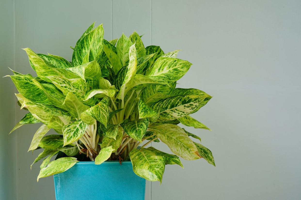 Dieffenbachia tree in garden