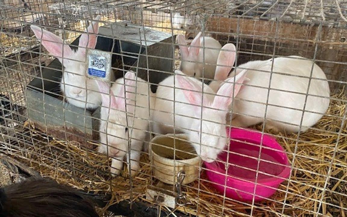 The rabbits were found in a poor condition in a barn in Minnesota - Minnesota Federated Humane Societies