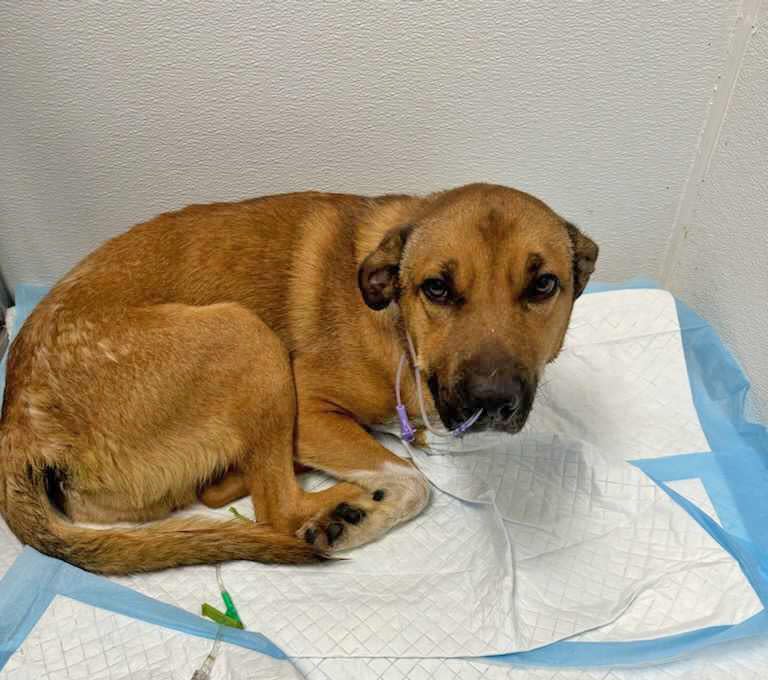 A photo of Oliver as he underwent treatment for parvovirus. (Weber County Animal Services)