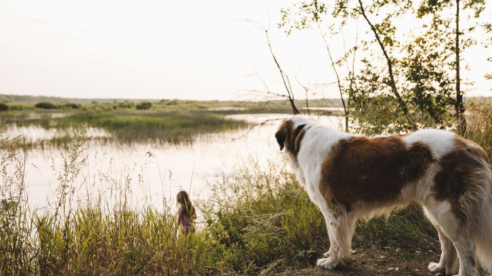 A Saint Bernard watches a girl walk by  a pond