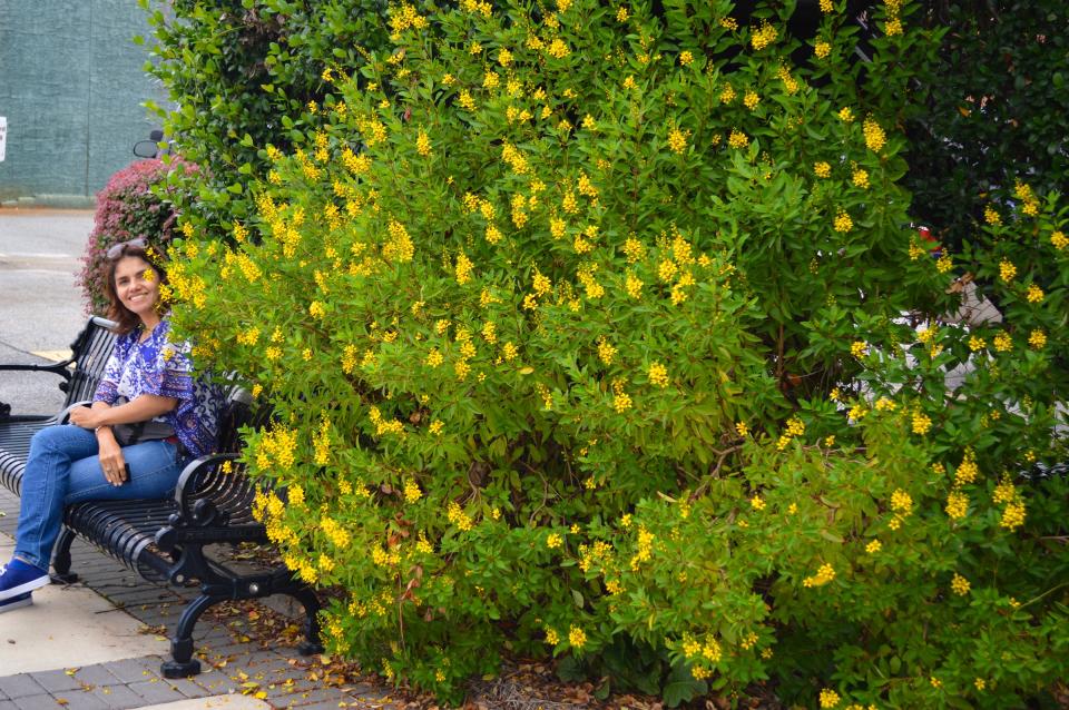 Thryallis is a worthy summer-to-fall blooming shrub in our area. This particular one is in Thomasville.