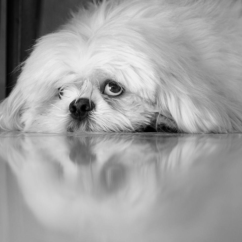 <p>A dog settles down for a little rest on the floor. (Rogerio Araujo/PA Wire)</p>