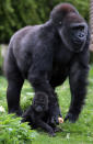 BRISTOL, ENGLAND - MAY 04: Bristol Zoo's baby gorilla Kukena takes some of his first steps as he ventures out of his enclosure with his mother Salome at Bristol Zoo's Gorilla Island on May 4, 2012 in Bristol, England. The seven-month-old western lowland gorilla is starting to find his feet as he learns to walk having been born at the zoo in September. Kukena joins a family of gorillas at the zoo that are part of an international conservation breeding programme for the western lowland gorilla, which is a critically endangered species. (Photo by Matt Cardy/Getty Images)