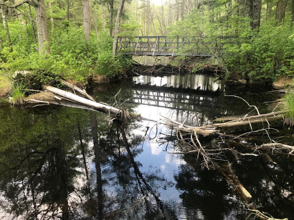 A wooden bridge crosses Fisherville Brook on the western side of the preserve. Beavers have built dams of sticks and mud below the walkway.