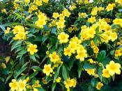 <p>Beautiful, fragrant bright yellow flowers cover this hardy vine. It blooms in early spring, with some reblooming in fall. It's a fast-grower that works well to cover unsightly views. It needs full sun.</p><p><a class="link " href="https://gardengoodsdirect.com/products/carolina-jessamine-gelsemium?variant=31324559802410&gclid=CjwKCAjwv_iEBhASEiwARoemvAYeqOHFEaG-7Pk-tc4NqNxSjEXTyLpeWdVHPTTWUELCEb_b_d5kAhoCkYoQAvD_BwE" rel="nofollow noopener" target="_blank" data-ylk="slk:SHOP CAROLINA JESSAMINE;elm:context_link;itc:0;sec:content-canvas">SHOP CAROLINA JESSAMINE</a></p>