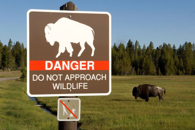 <p>Getty</p> A stock image of a wildlife warning sign