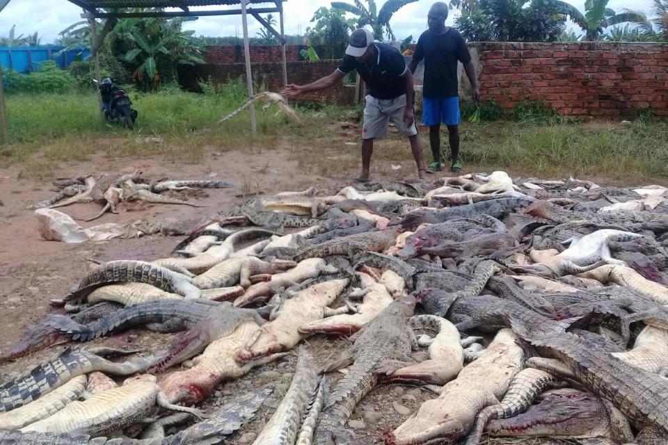 292 crocodiles are said to have died (AFP/Getty Images)