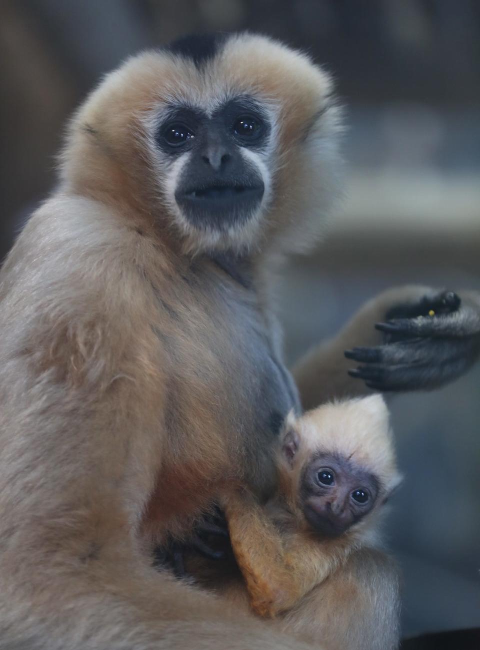 Parker, a female white-cheeked gibbon holds her newly named baby, Lolani in their enclosure at the Wild Asia habitat at the Akron Zoo during a name selection event. Two names Lolani and Keo were final two names from the public naming contest. the name were presented enrichments. The newly named Lolani was born at the zoo on Dec. 9, 2021.