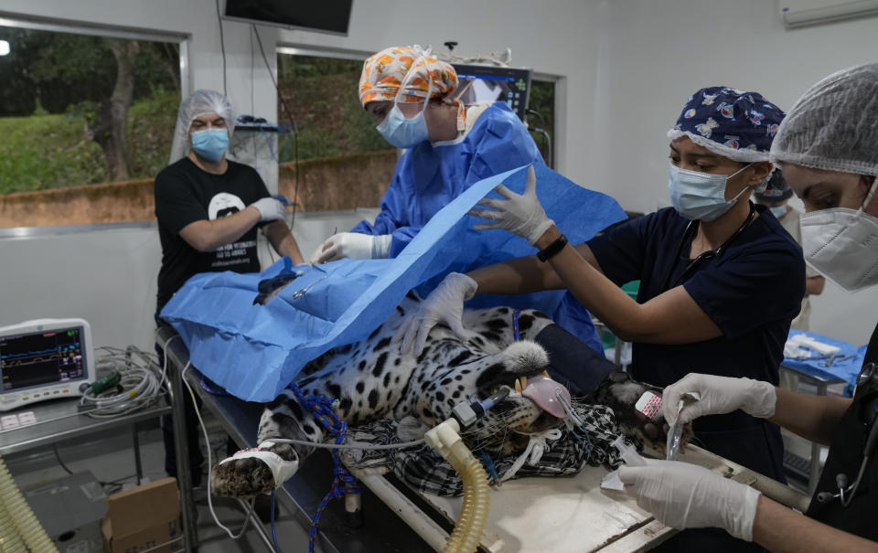 Brazilian and U.S. researchers conduct an artificial insemination procedure for a jaguar at the Mata Ciliar Association conservation center, in Jundiai, Brazil, Thursday, Oct. 28, 2021. According to the environmental organization, the fertility program intends to develop a reproduction system to be tested on captive jaguars and later bring it to wild felines whose habitats are increasingly under threat from fires and deforestation. (AP Photo/Andre Penner)