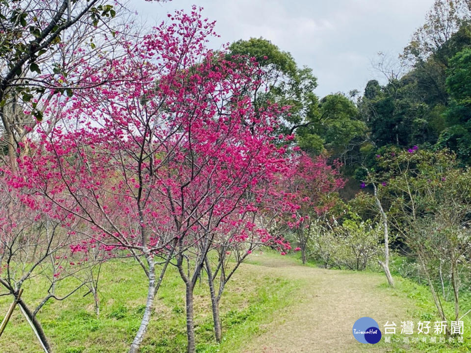 東勢林場民宿公園附近小山丘櫻花成林，行走在林中別有趣味。(圖/記者賴淑禎攝)