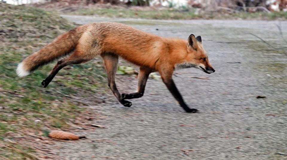 A red fox with spring in his step runs near Main Street in Cotuit on March 22, 2023.