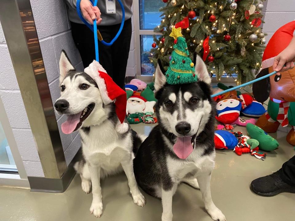 Luna, left, and Doug, right, were found together near Brookside Elementary School. A rescue in Vermont pulled them from the shelter on Thursday.