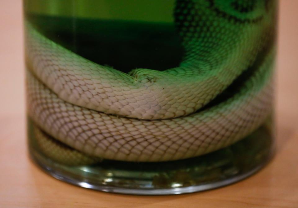 What is believed to be a bullet hole in the body of the only known cobra specimen from the 1953 Cobra Scare is visible.