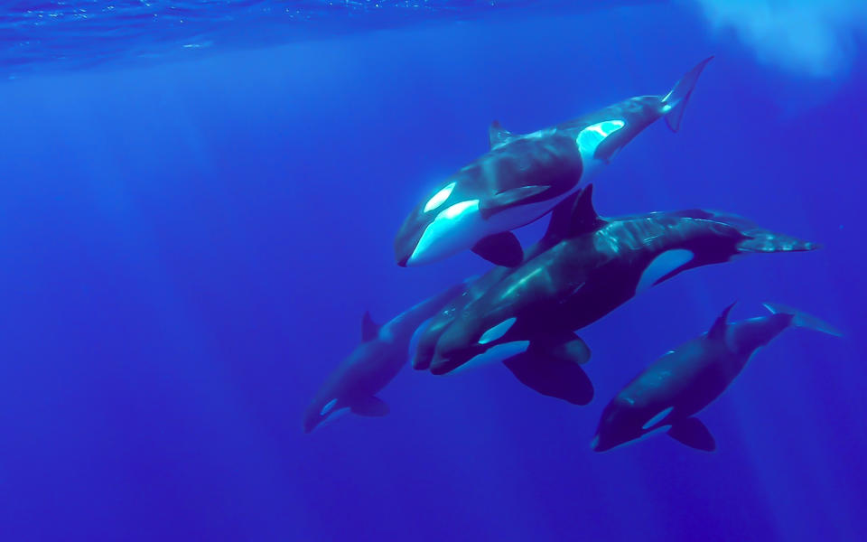 A group of orcas in the blue of Mayotte lagoon Indian Ocean.