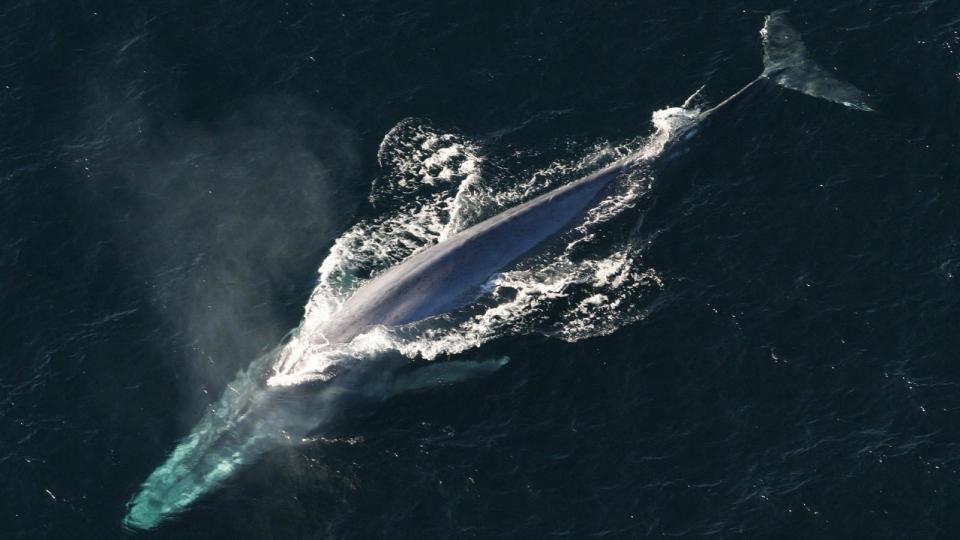 blue whale