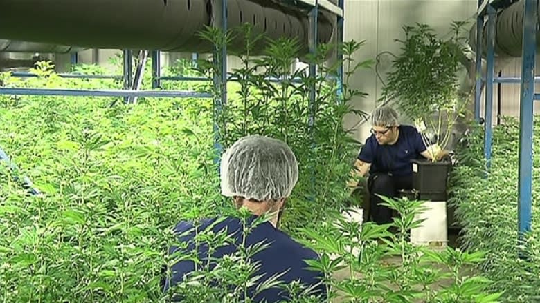 New Brunswick cannabis producer expands into Ontario