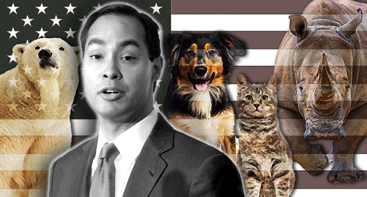 Julian Castro's animal rights policy. (Photo illustration: Yahoo News; photos: AP, Getty Images(3), AP)