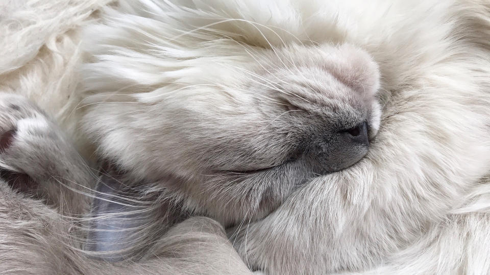 Close-up of ragdoll cat fur