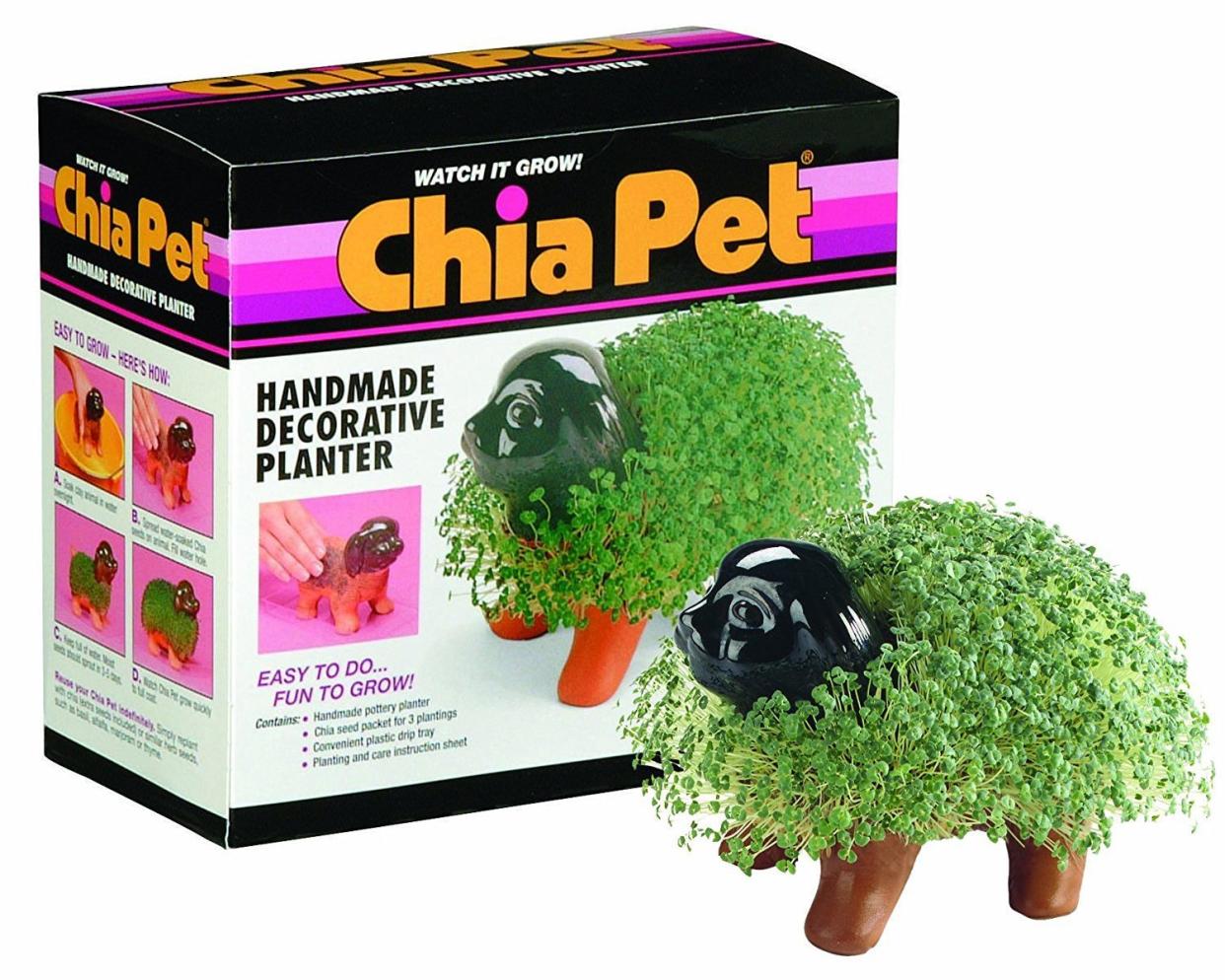 Dog Chia Pet next to its box