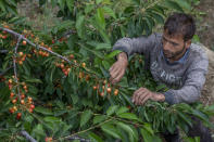 A Kashmiri farmer plucks cherries at an orchard in Waliwar village, north east of Srinagar, Indian controlled Kashmir, Wednesday, June 16, 2021. Cherry farmers in Kashmir who were not able get most of their produce to the markets last year because of the COVID-19 pandemic are hoping for good returns this year. (AP Photo/ Dar Yasin)