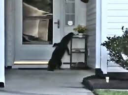 An alligator was caught on camera apparently trying to ring the doorbell of a woman’s home. Source: ABC 11/Karen Alfano 