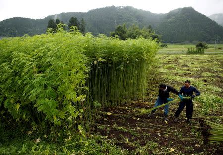 Men harvest marijuana plants to extract the hemp fiber that is often used in traditional Japanese clothes and accessories, at Japan's largest legal marijuana farm in Kanuma, Tochigi prefecture, Japan July 5, 2016. REUTERS/Issei Kato