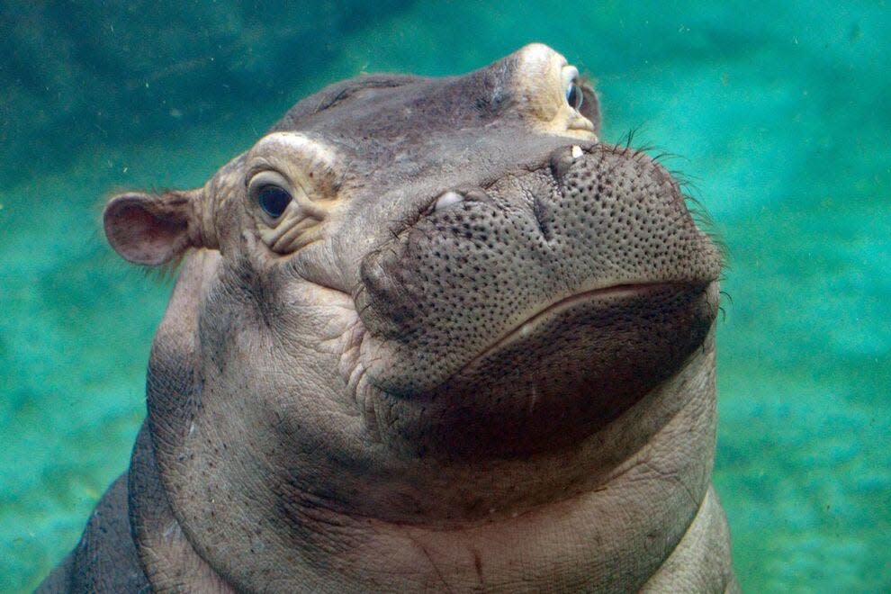 Fiona is the star of the show at the Cincinnati Zoo & Botanical Garden