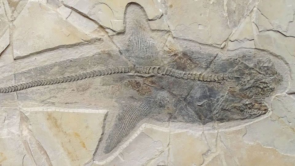 A fossil has been found in Mexico that reveals a full side view of the ancient shark Ptychodus, complete with nearly all of its skeletal parts. - Courtesy of Dr. Jürgen Kriwet