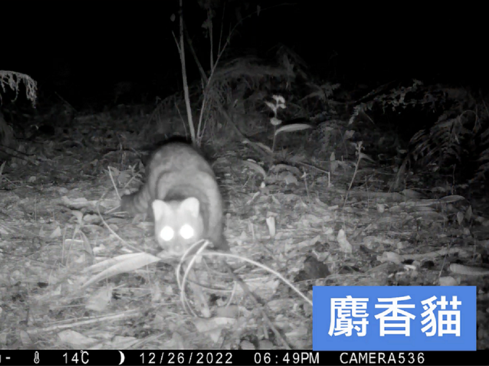 也拍攝到麝香豬、水鹿等野生動物。（圖：花蓮林保分署提供）