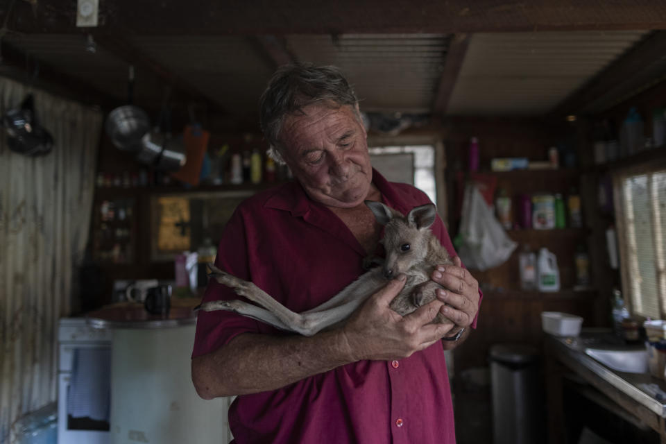 Wytaliba resident and wildlife carer Gary Wilson pats an eastern grey kangaroo joey.