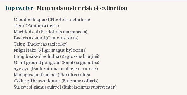 Top twelve | Mammals under risk of extinction